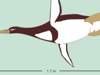 İnsan boyutunda penguen fosili bulundu