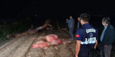 Adana'da, tarlada kesilmiş 3 at bulundu
