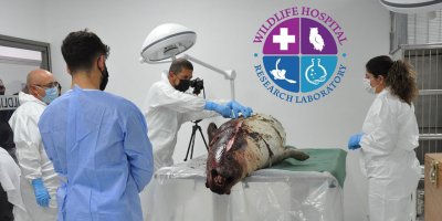 Ölü Olarak Kıyıya Vuran Fokun Nekropsisi Yapıldı