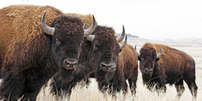 Büyük kanyon'da bufalo avı için 45 binden fazla başvuru