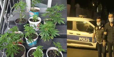 İstanbul'da hint keneviri operasyonu: Merdiven altında 13 kök ele geçirildi