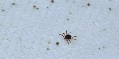 Bitlis'te Kırım Kongo Kanamalı Ateşi hastalığı endişesi