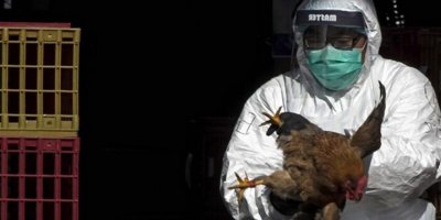 Çin'de bir kişide kuş gribine rastlandı