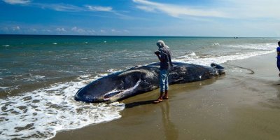 Balina cesedinin karnından 1,5 milyon dolar kazandılar