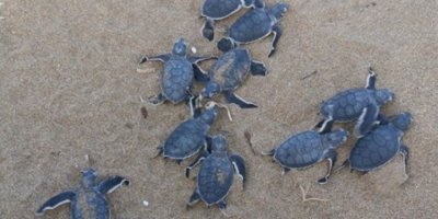 Kaplumbağaları koruma cemiyetinden dünya çevre günü etkinliği