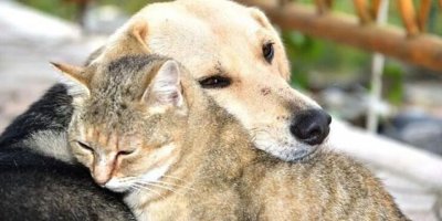 Hayvanları Koruma Kanunu geliyor!