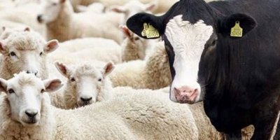 Küçükbaş ve Büyükbaş hayvan bildirimi için son tarih 30 haziran