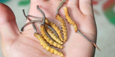 Dünyanın en değerli paraziti