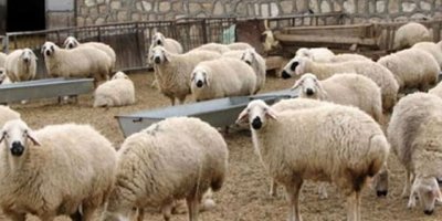 DÜÇ, Kasaplık Hayvan Satışı Yapacak