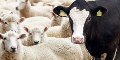 Hayvan beyanları için son tarih 16 temmuz