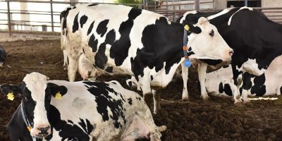 Büyükbaş Hayvan Düşük Tazminatları Ödendi