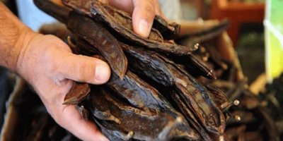 Girne için harup toplama tarihi 15 ağustos pazar…