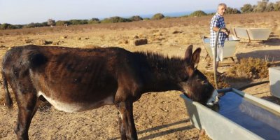 Karpaz’daki hür eşeklerin güvenlik ve bakım çalışmaları sürüyor