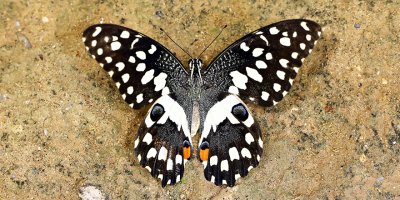 Kıbrıs’ta yeni bir kelebek türü daha görüldü: “Nusaybin güzeli”