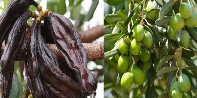 Güzelyurt Kaymakamlığı, zeytin ve harup toplama tarihlerini açıkladı