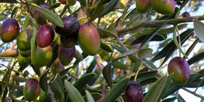 İskele için zeytin hasat tarihleri açıklandı