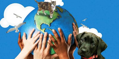 Hayvanları öldürenlere 8 yıl hapis cezası!