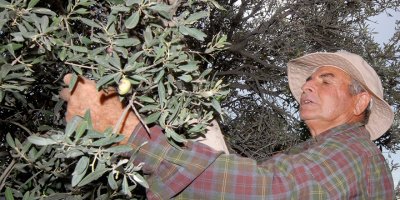 “Zeytin olsa bir dert, olmasa başka dert”