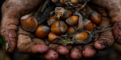 Fındık işçileri, Nutella'nın sahibine tepkili: 'Bizden daha çok kazanıyorlar, bu sömürüdür'