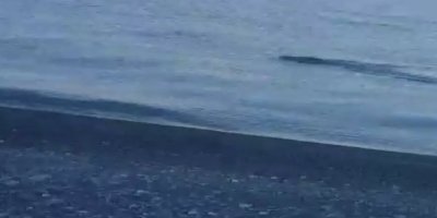 Yaban domuzunu ‘Van Gölü Canavarı’ zannedip taş attılar