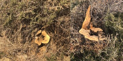 Yeşil Barış Hareketi: “Alagadi’de ağaçlar katledildi”