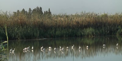 KUŞKOR: Haspolat Arıtma Tesisi civarı ava kapatılmalı