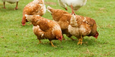 Canlı tavuk satışları patladı: 'Markette kilosu 30 lira, bizde 10 liraya geliyor