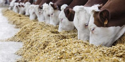 50 kg’lık hayvan yemi 150 TL’den 210 TL’ye çıktı.