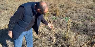Haspolat'ta soya fasulyesi üretimi denemesi başarılı...