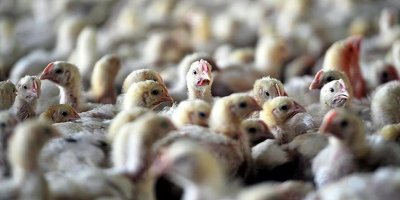 Fransa'nın güneyinde bir kaz çiftliğinde kuş gribi salgını görüldü