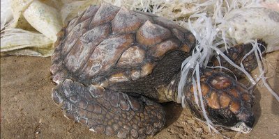 “Temiz bir çevre ve sağlıklı bir gelecek için çalışmalıyız”