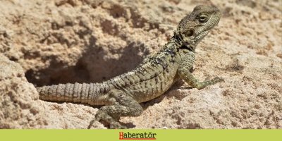 Kıbrıs biyoçeşitliliğine yeni endemik sürüngen türlerinin eklendi