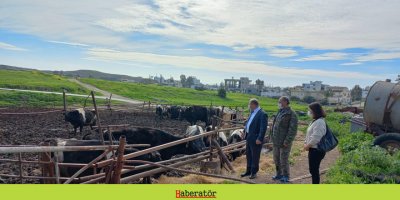 Tarım Bakanlığı, Hamitköy’deki inek mandırasında gerekli çalışmanın başlatıldığını açıkladı