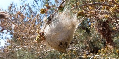 "Drone ile çam kese böceği ilaçlaması bilimsel değildir"