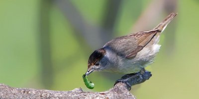 Pulya avlayan iki kişi yakalandı