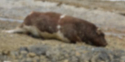 Büyükbaş hayvan ölüleri sahile vurdu