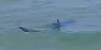 Glapsides Plajı’nda köpek balığı! (Video Haber)