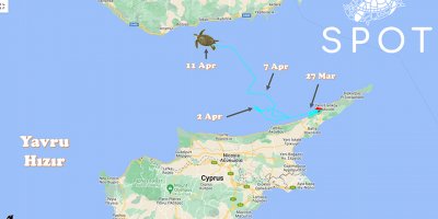 Genç Yeşil Kaplumbağa "Hızır" Türkiye yolcusu