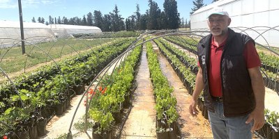 30 bin fidan satışa sunuldu