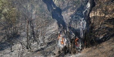 36 adet zeytin ağacı cayır cayır yandı!
