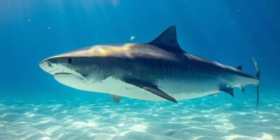 Silver Beach Plajı’nda köpek balığı görüldü