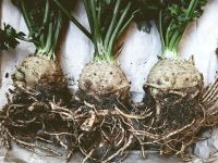 Kereviz depresyona iyi geliyor