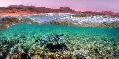 Karpaz ve Karşıyaka deniz kaplumbağaları koruma projesi sezonu açılıyor