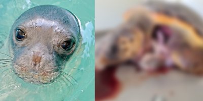 Caretta ölümlerinden yaramaz Akdeniz Foku sorumlu olabilir!