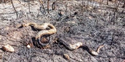 “Ormanda yaşayan canlıların çığlıklarını duyuyoruz”