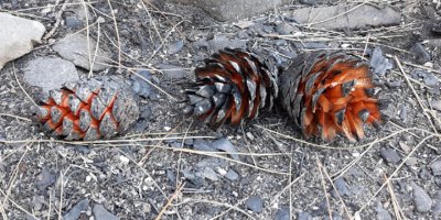 "Kozalaklar El bombası gibi"