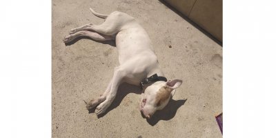 Köpeğini 5. kattan aşağıya atttı