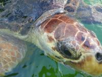 Bozdağ Balıkçılık’tan yaban hayata duyarlı yardım