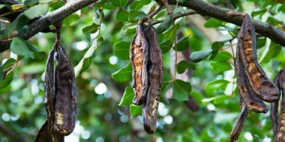 EZKOOP harup üreticileri ile bir araya geliyor