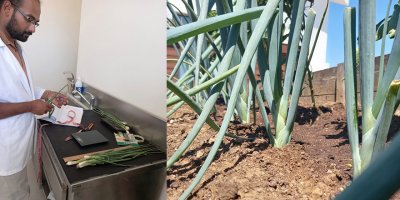 Yakın Doğu Üniversitesi Ziraat Fakültesi, araştırma projesi başlattı